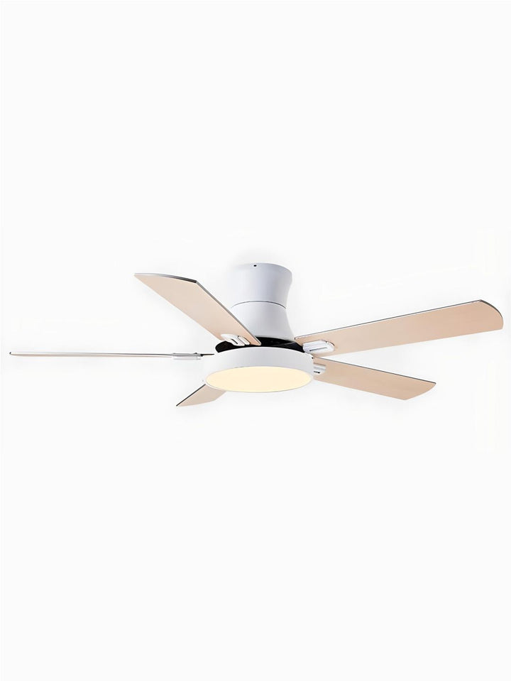 Designer Fans