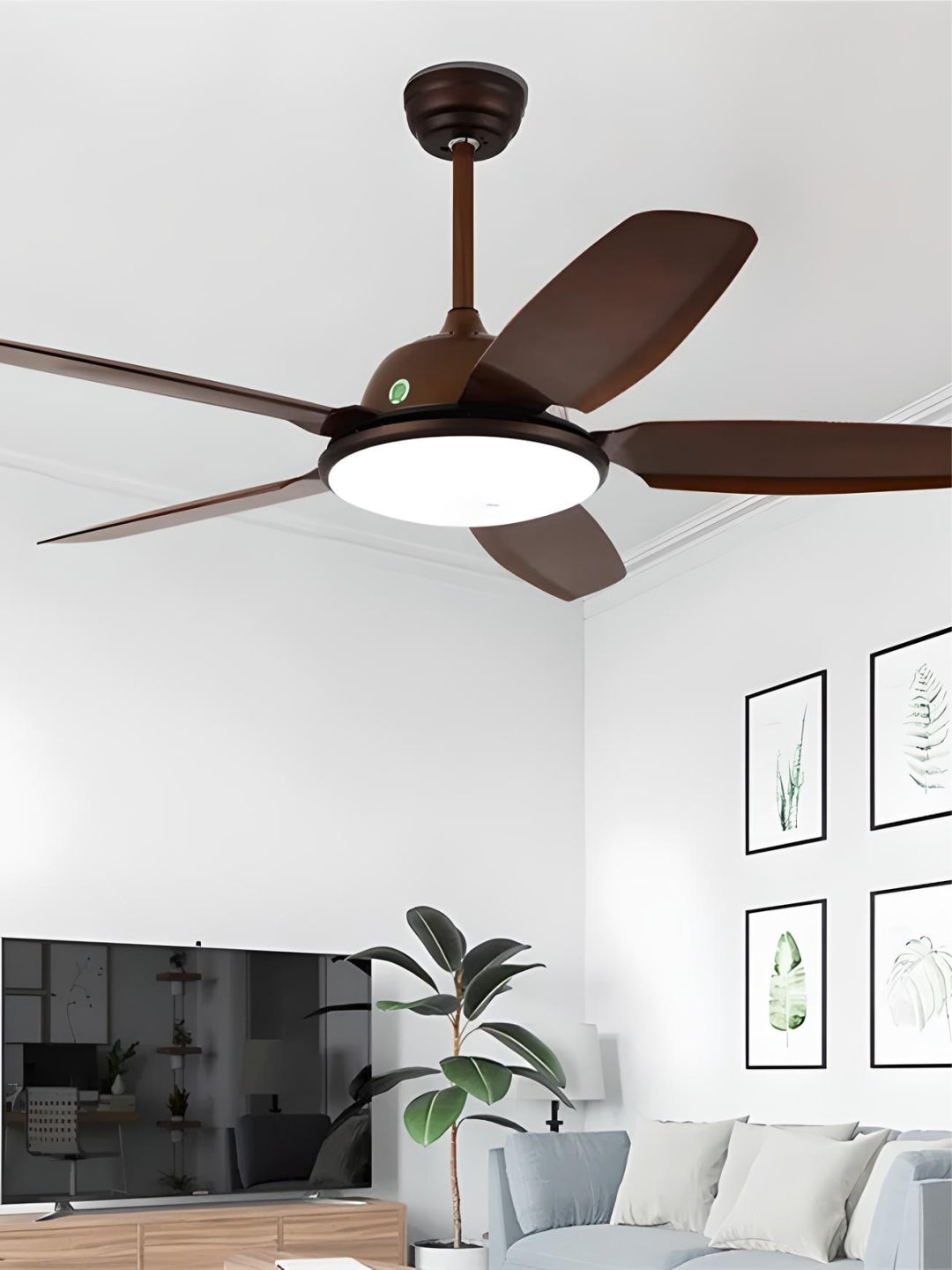 Designer Fans