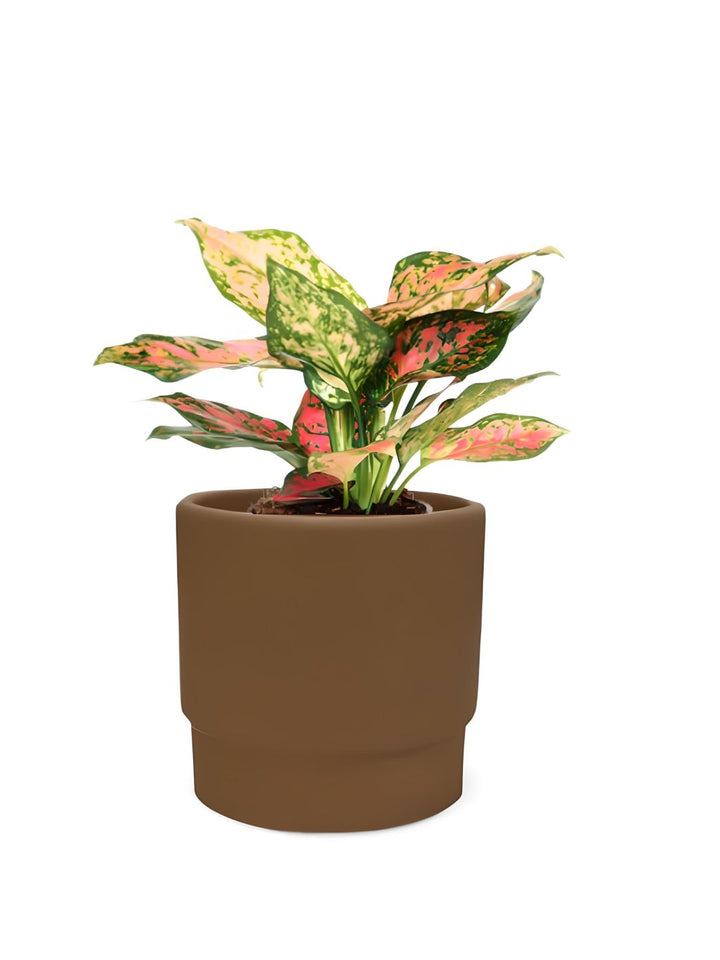 Planter