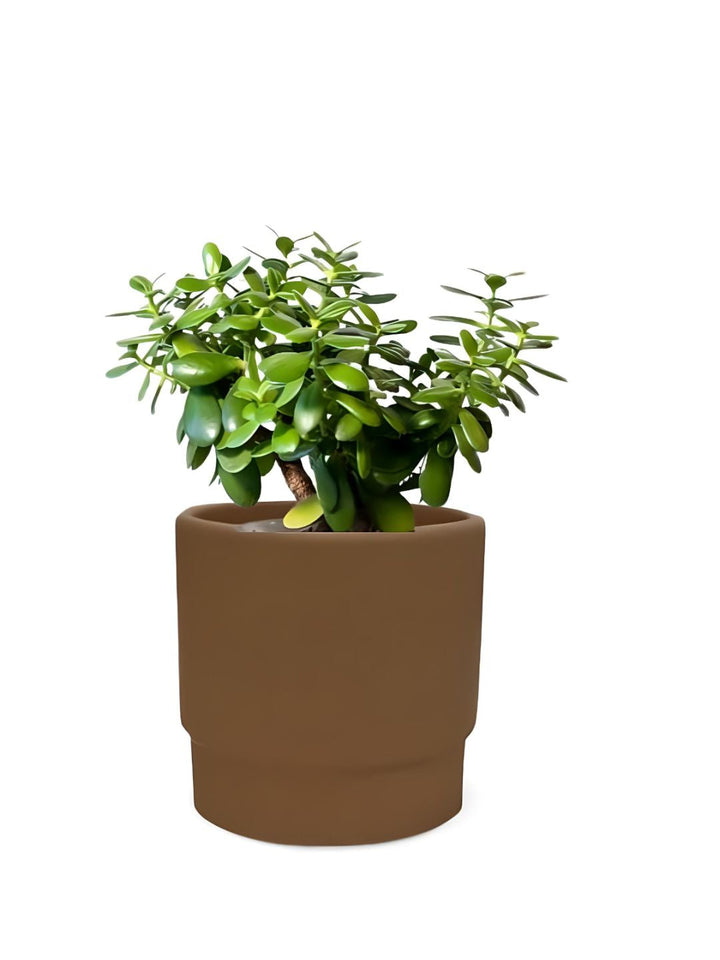 Planter