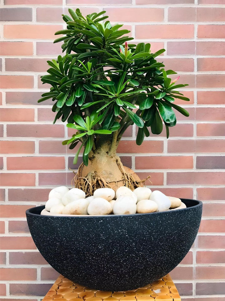 Planter