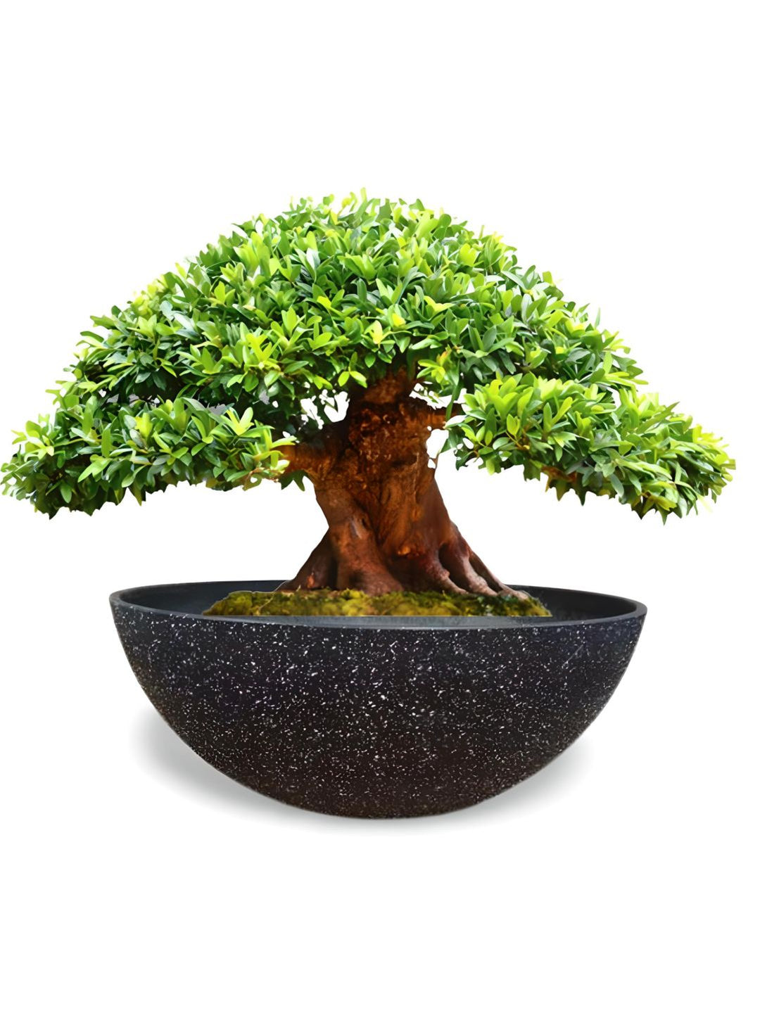 Planter