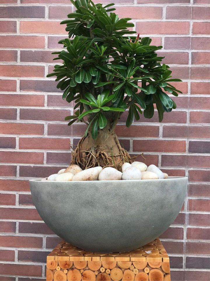 Planter