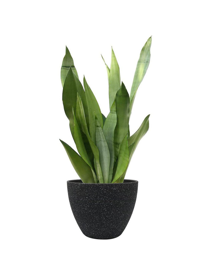 Planter