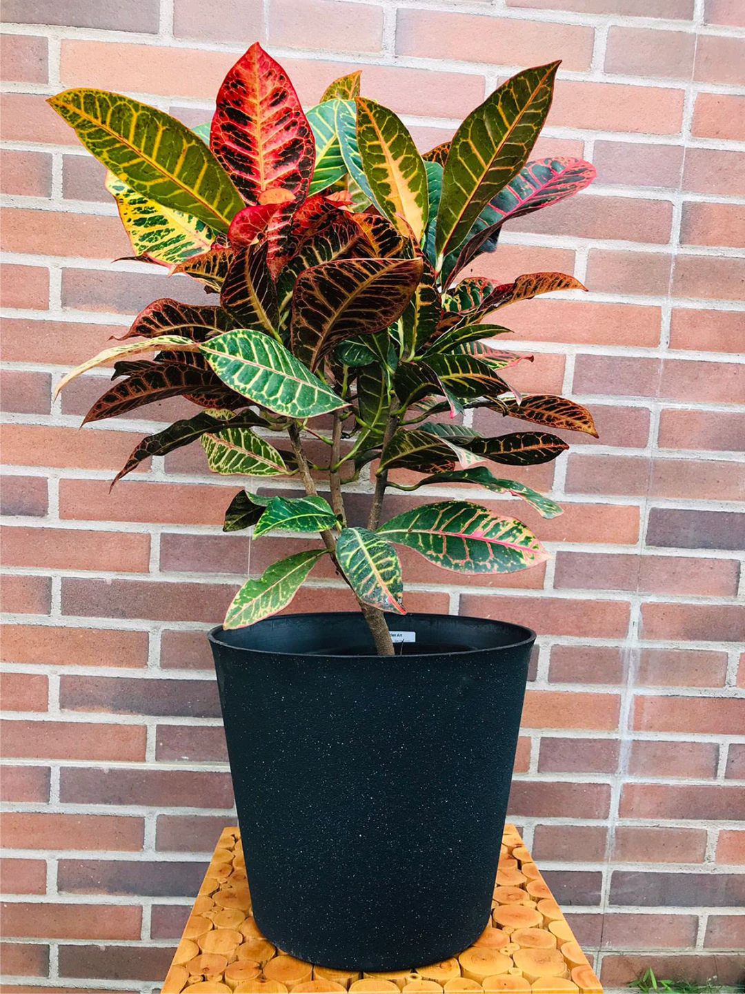Planter