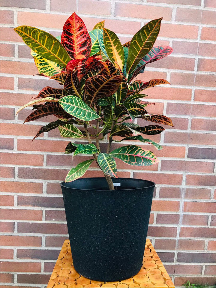 Planter