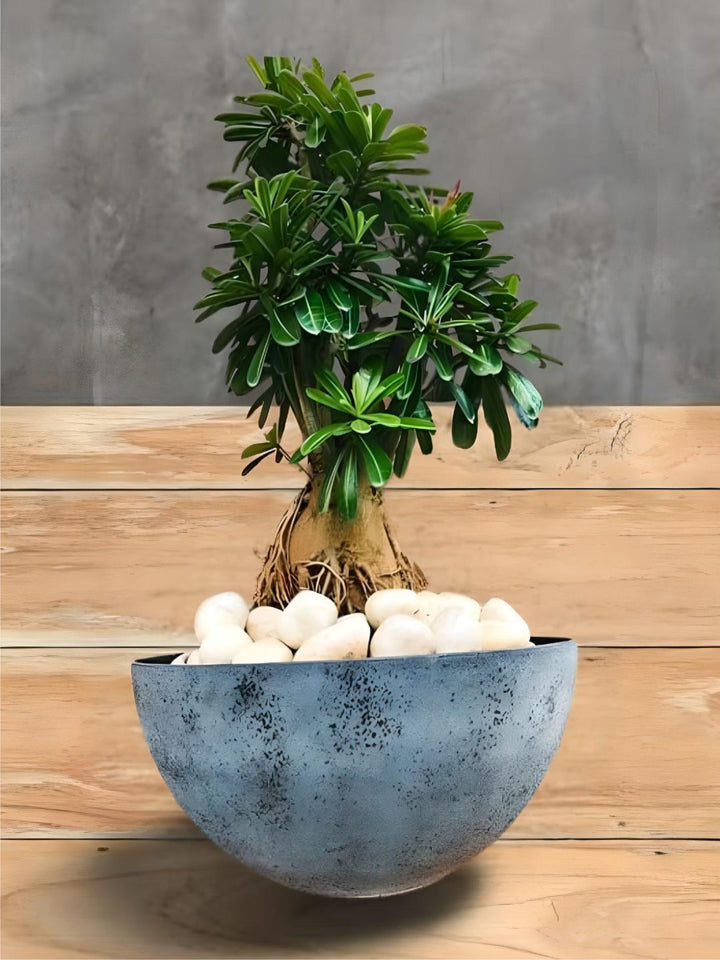 Planter
