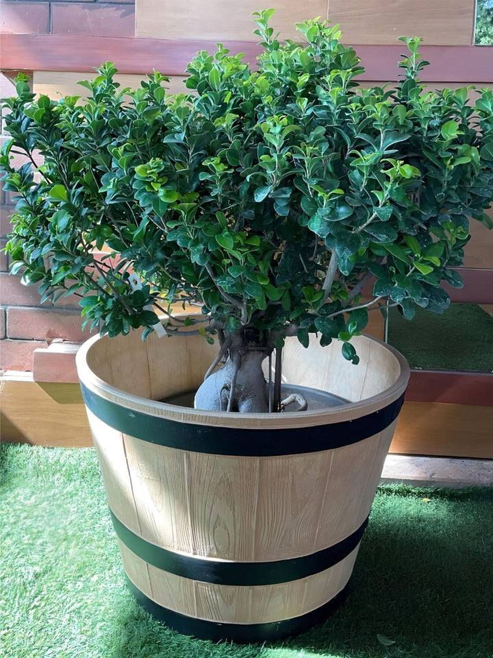 Planter