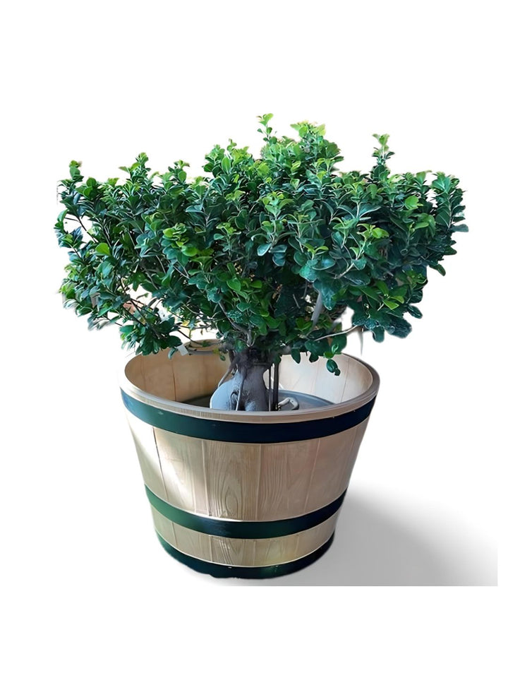 Planter
