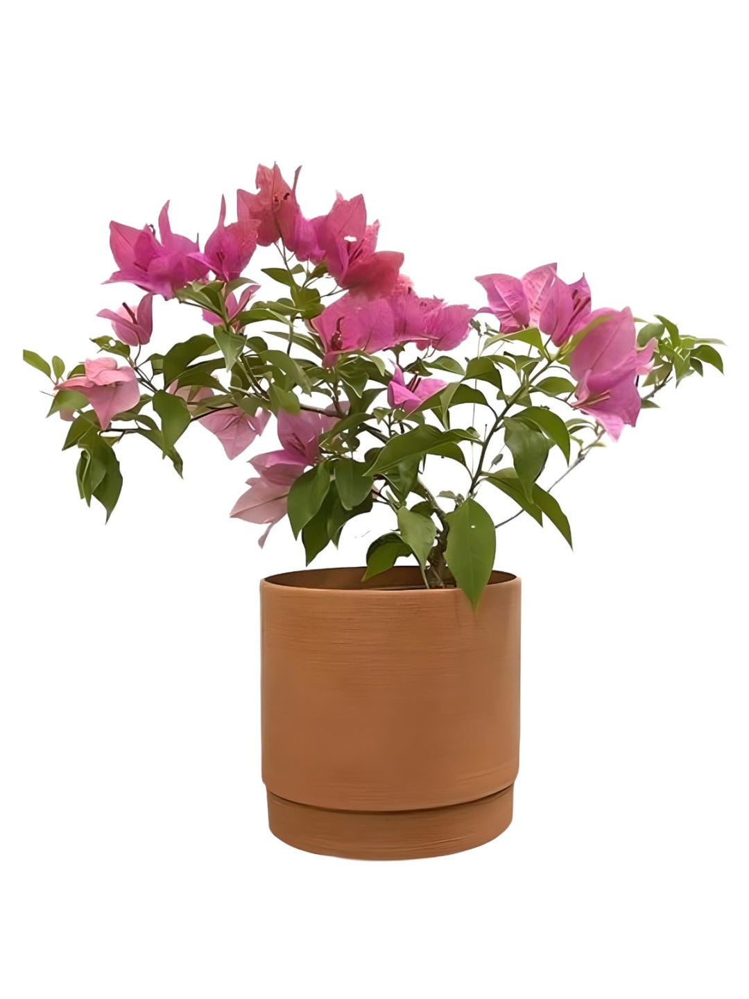 Planter