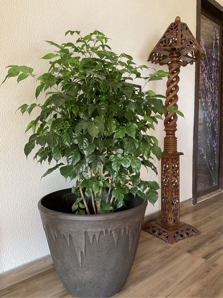 Planter
