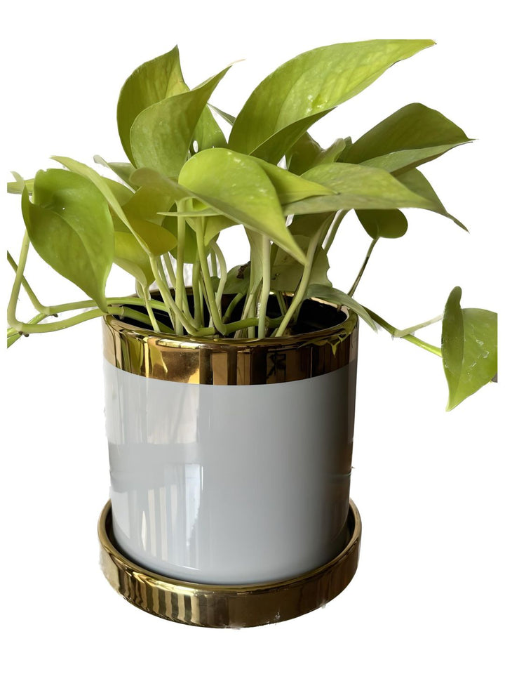 Planter