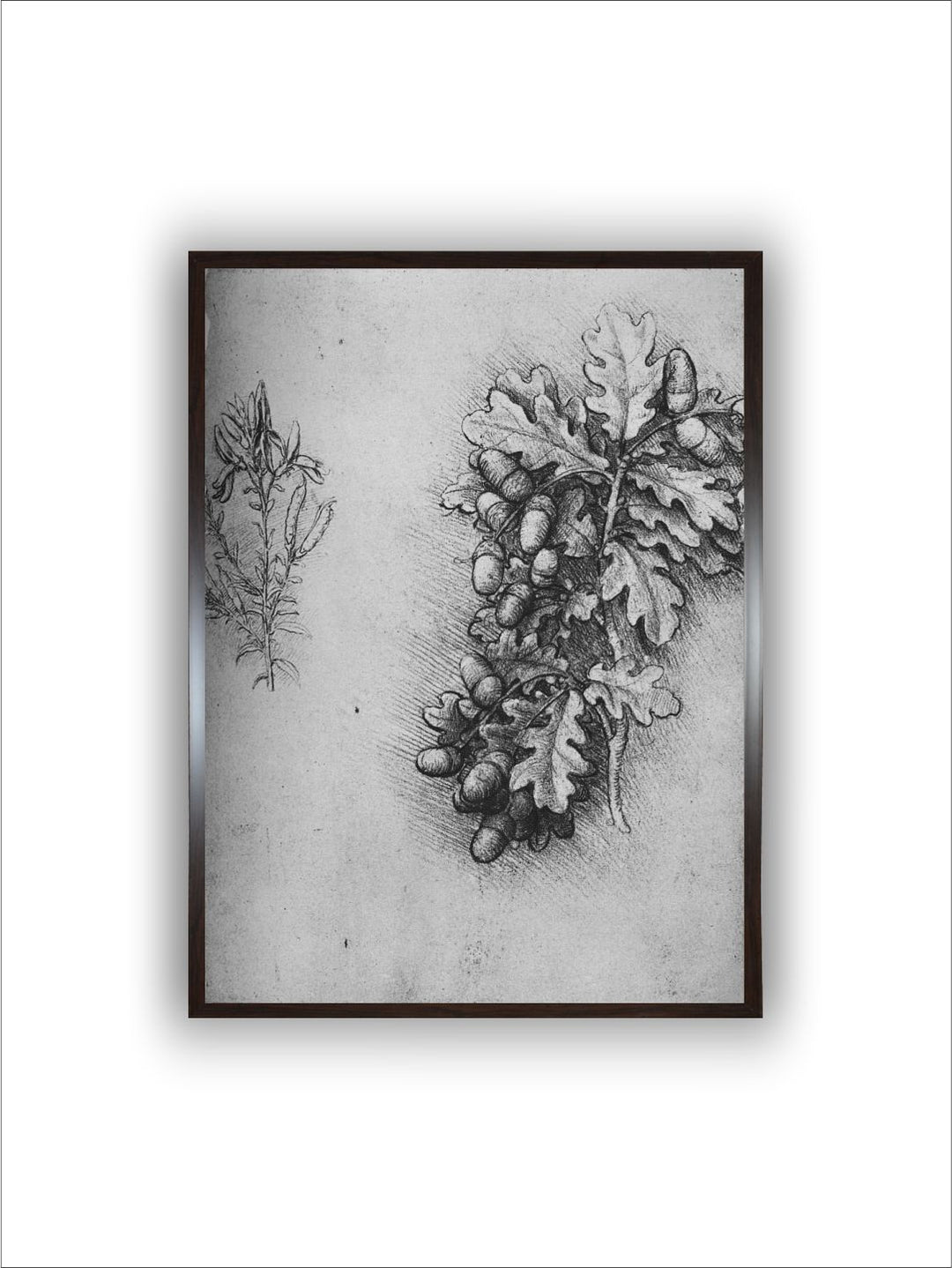 "Grey Oak-Leaves With Acorns & Dyer's Weed Canvas Painting Wall Art''
