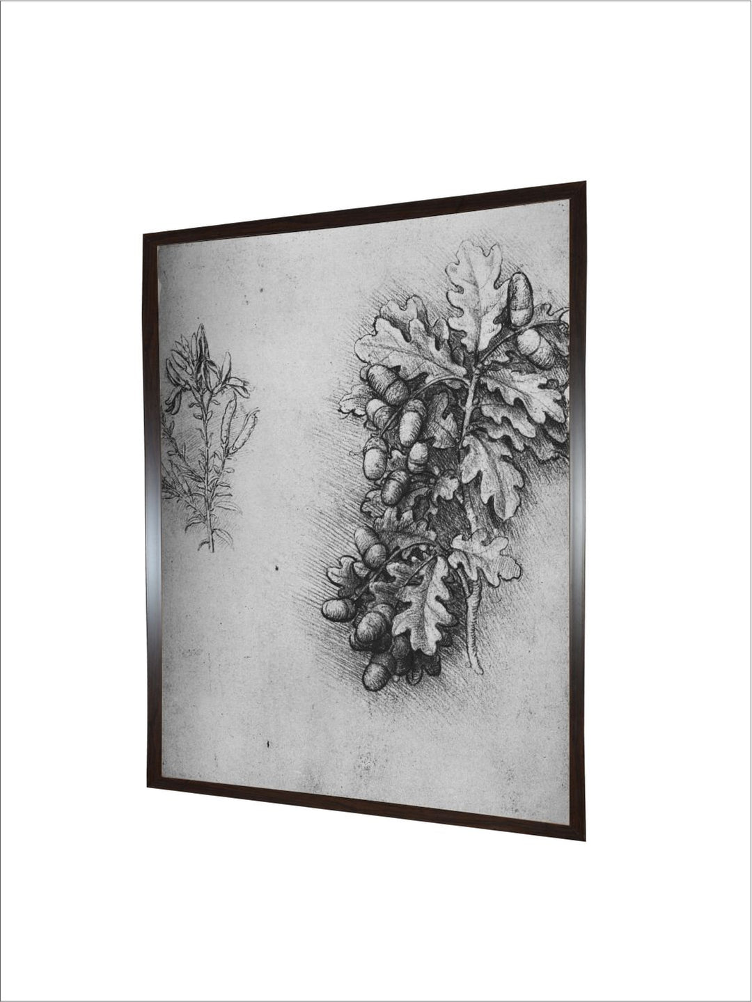 "Grey Oak-Leaves With Acorns & Dyer's Weed Canvas Painting Wall Art''