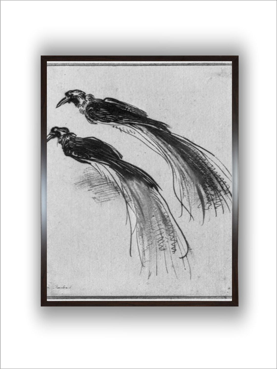 Birds by Rembrandt Van Rijn