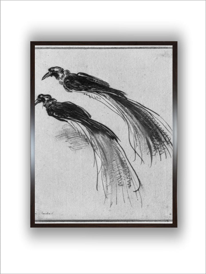 Birds by Rembrandt Van Rijn