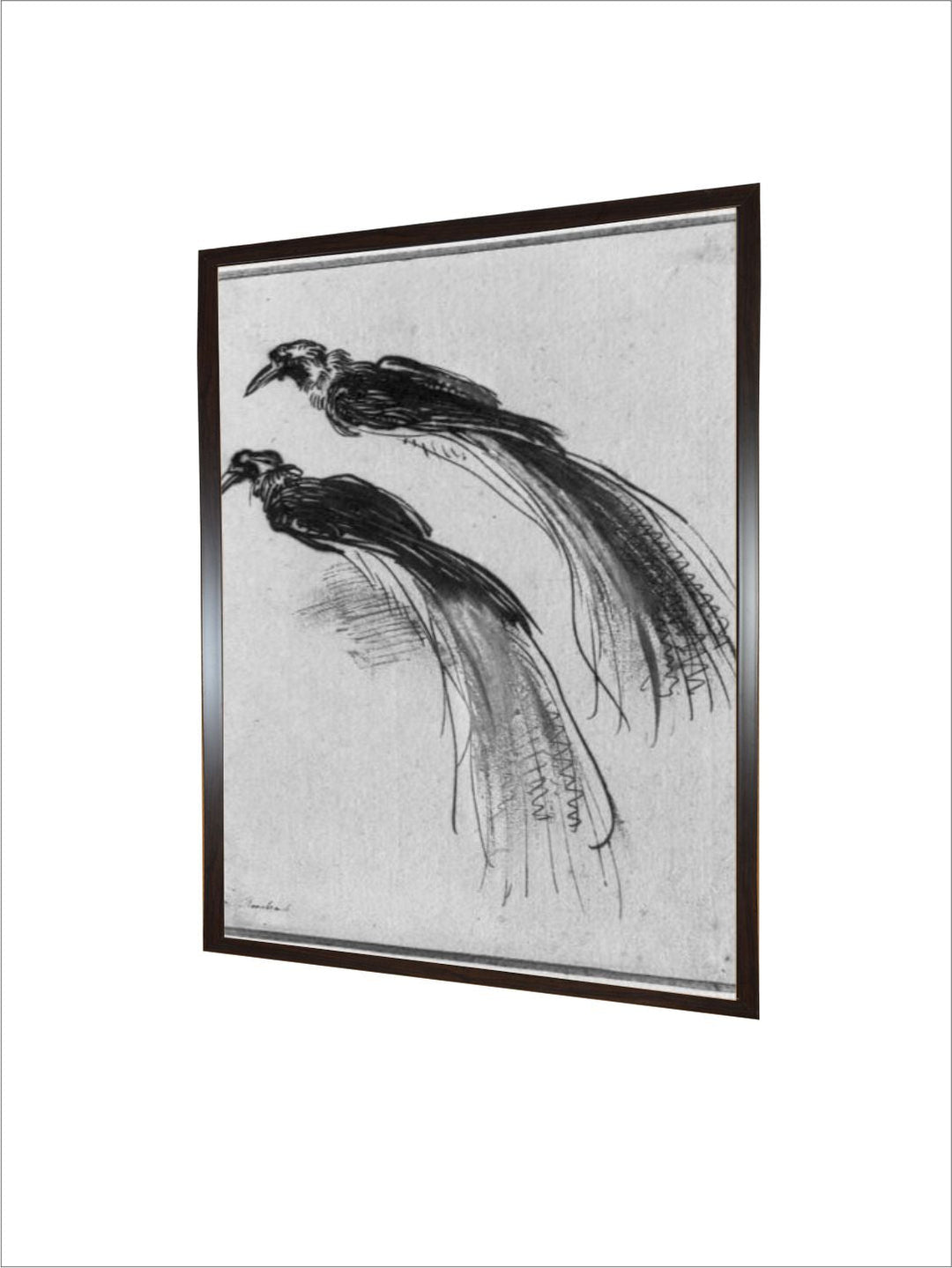 Birds by Rembrandt Van Rijn