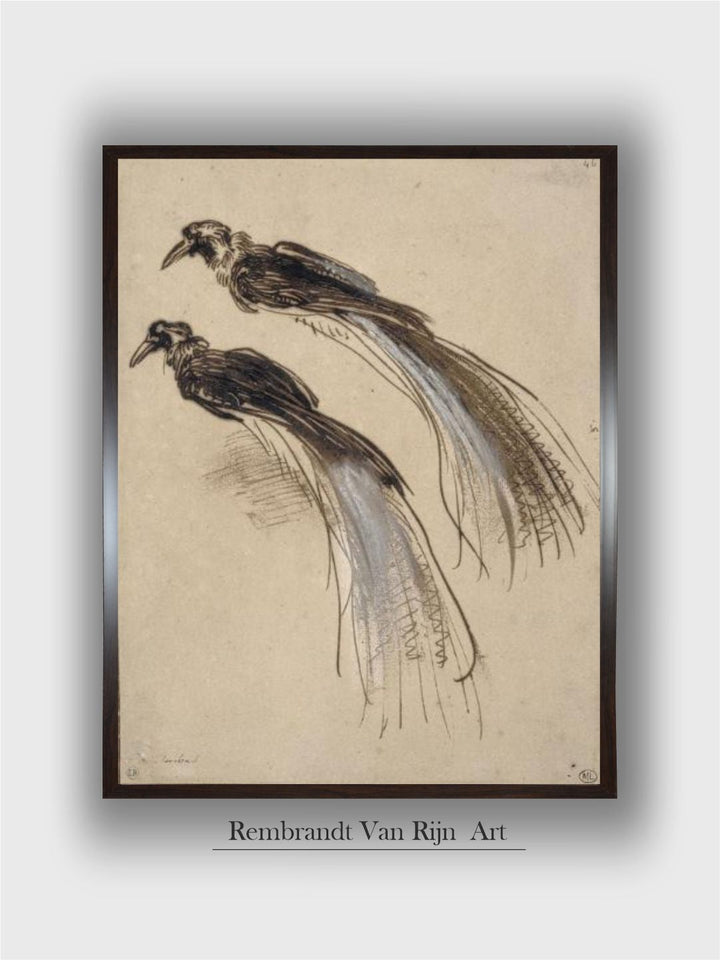 deux études pour un oiseau de paradis by Rembrandt Van Rijn