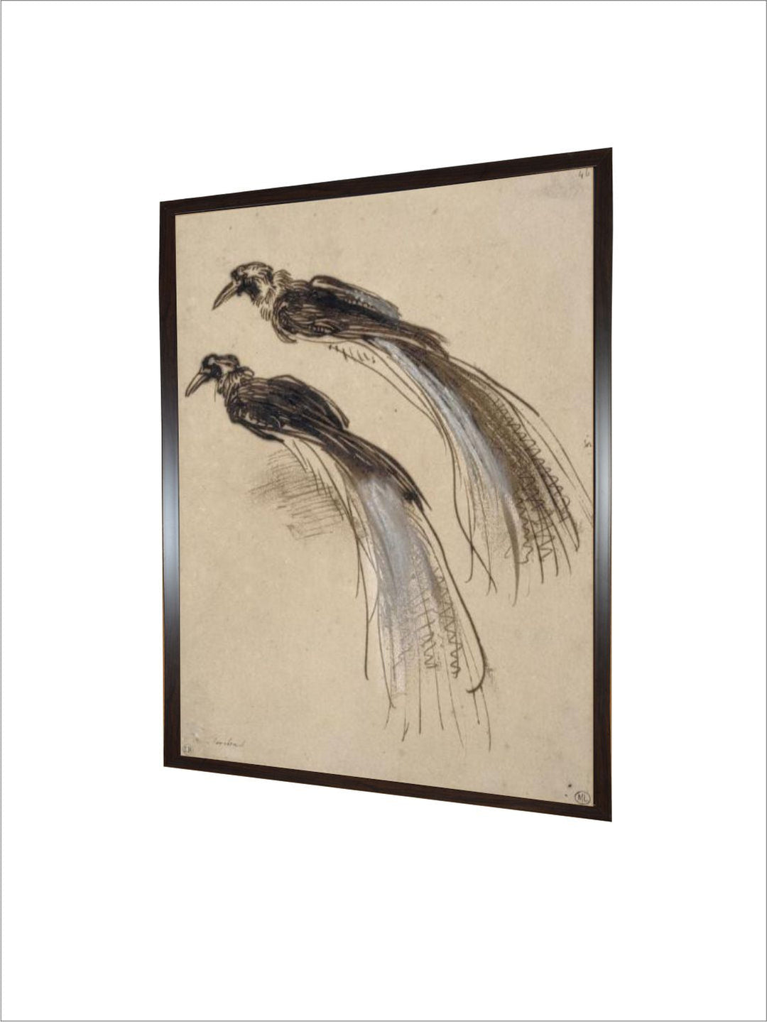 deux études pour un oiseau de paradis by Rembrandt Van Rijn