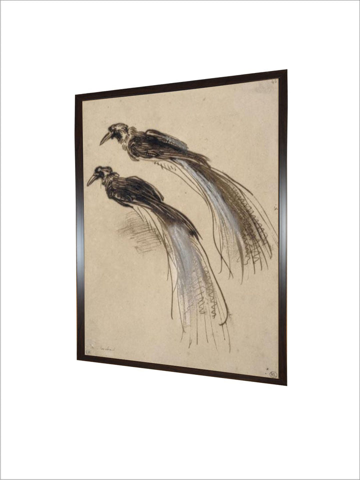 deux études pour un oiseau de paradis by Rembrandt Van Rijn