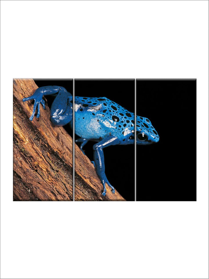 Gallery Set