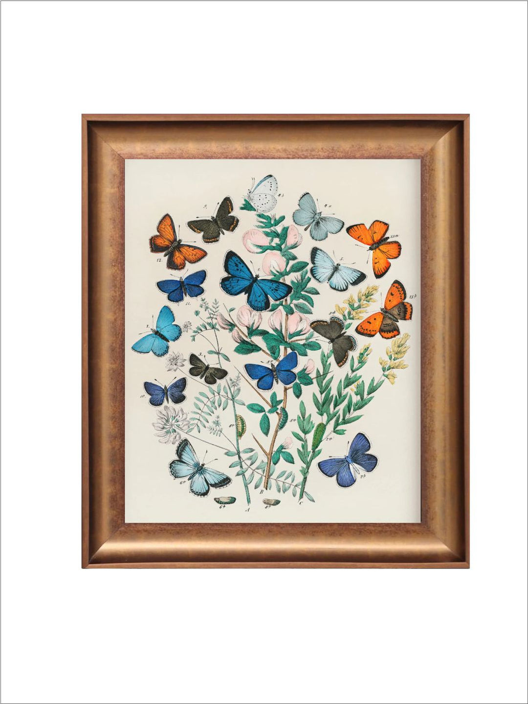 The Vintage Artistry Off White & Blue Butterfly Illustration Wall Painting