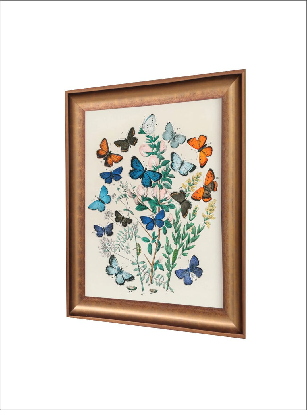 The Vintage Artistry Off White & Blue Butterfly Illustration Wall Painting